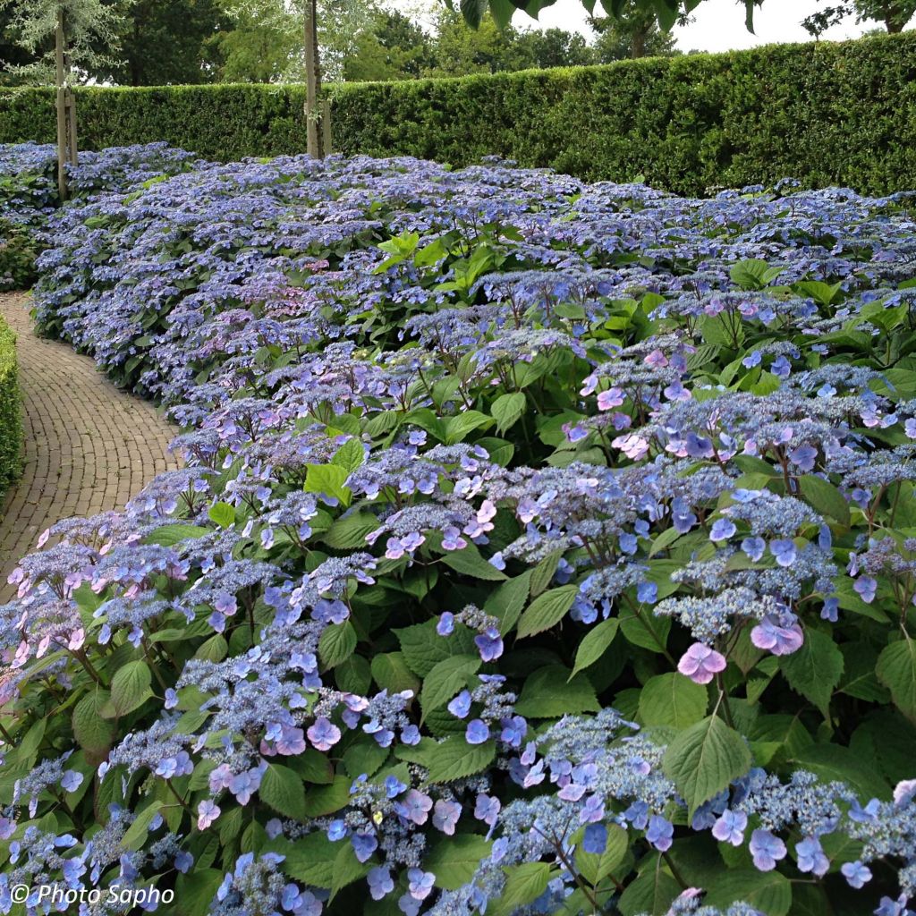 Hortensia serrata Veerle - Hydrangea