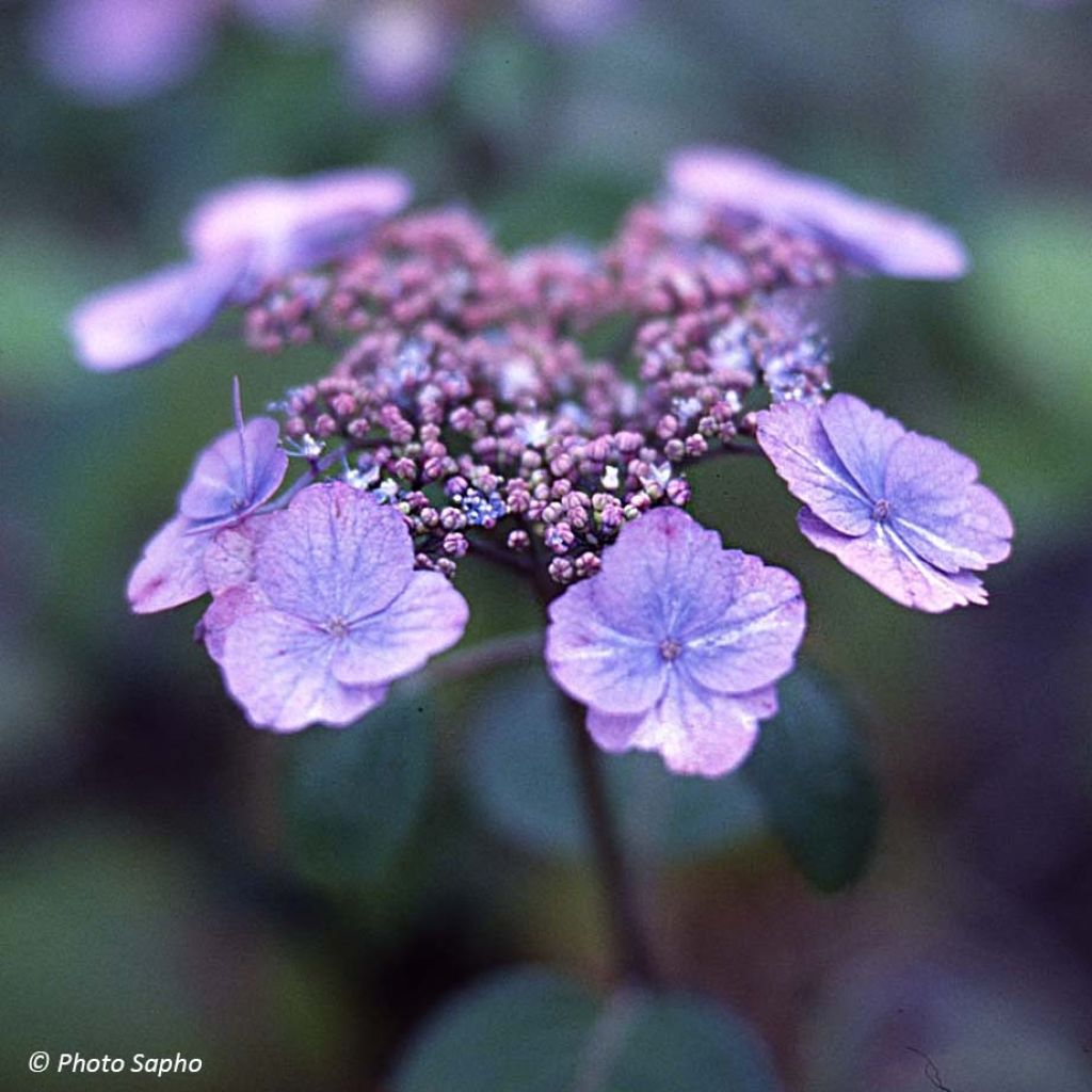 Hortensia serrata Veerle - Hydrangea