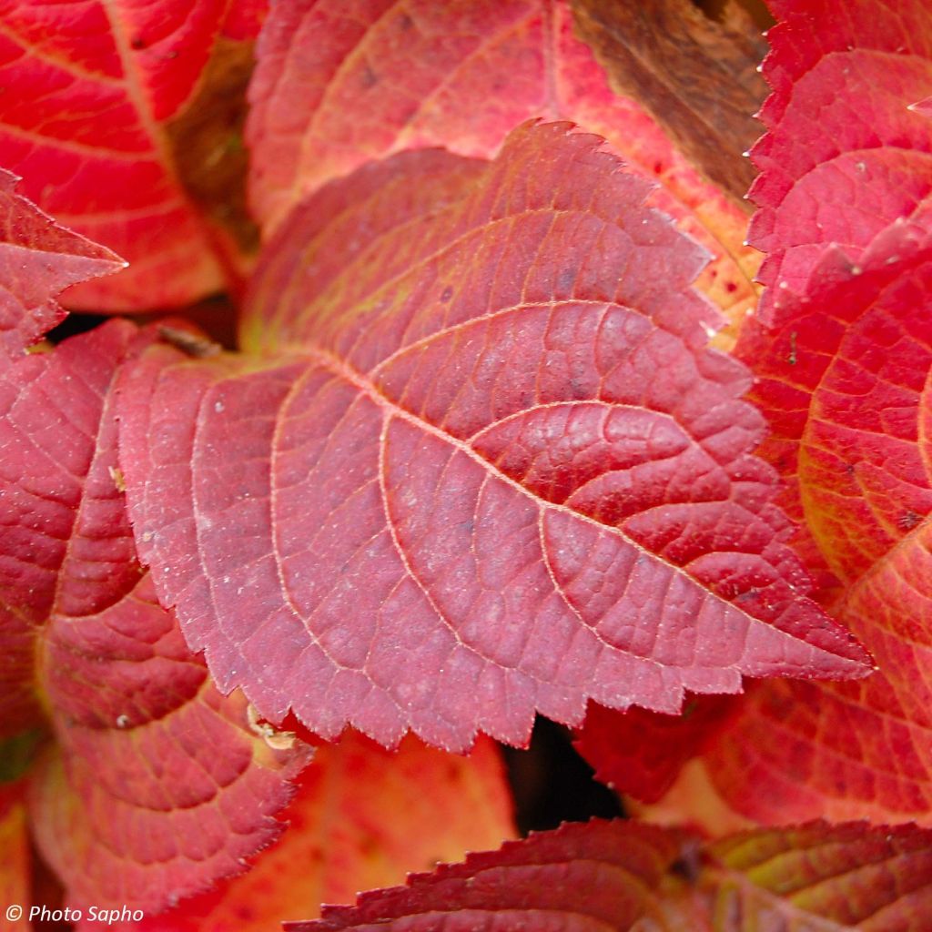 Hortensia serrata Veerle - Hydrangea