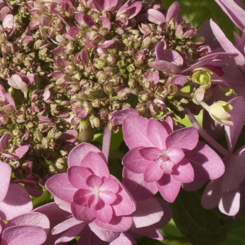 Hortensia macrophylla You and Me Forever - Hydrangea