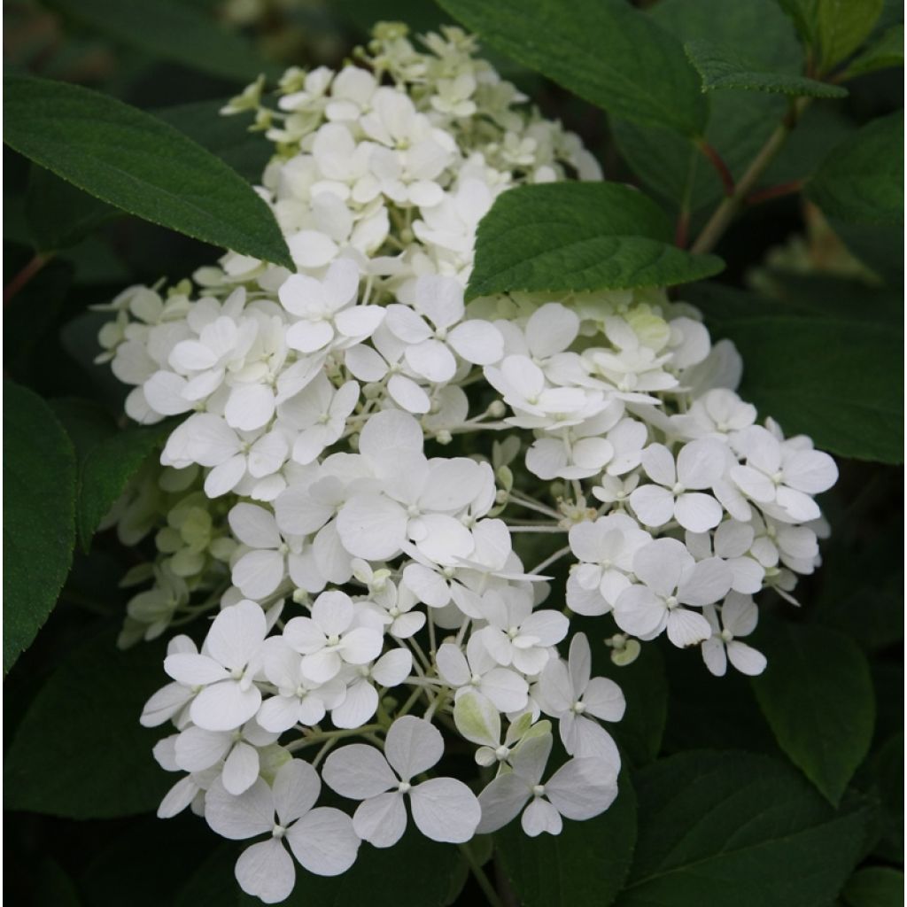 Hortensia paniculata Bobo - Hydrangea paniculata