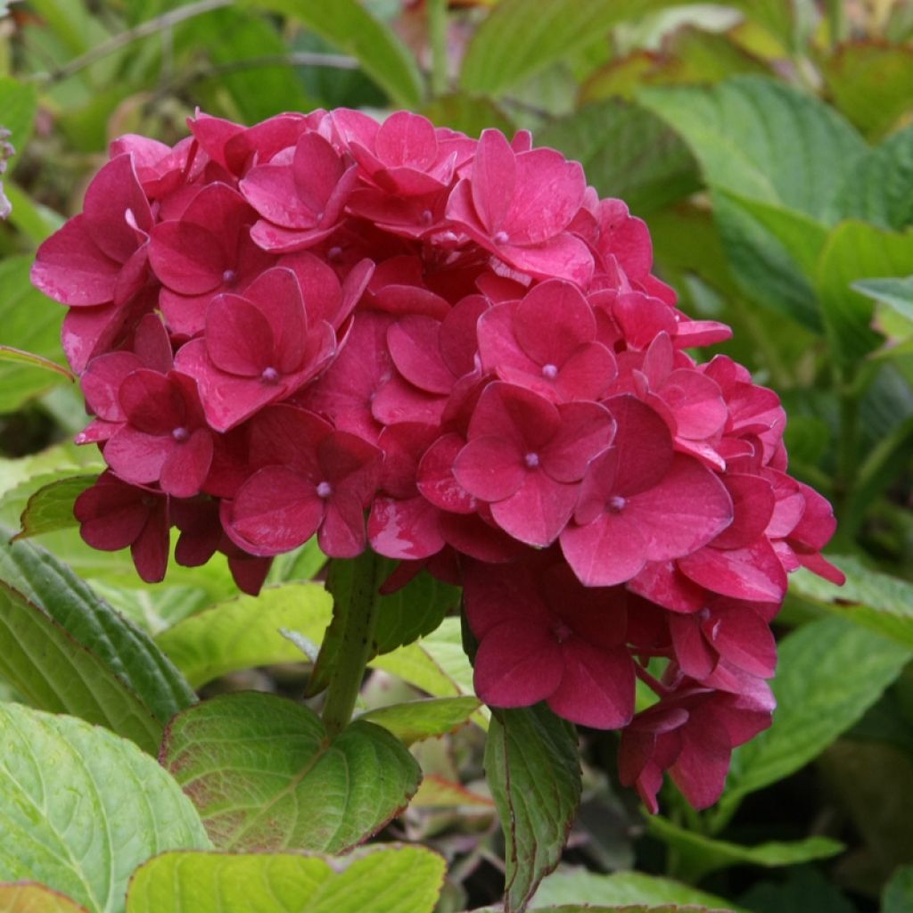 Hortensia macrophylla Hovaria Hobergine - Hydrangea