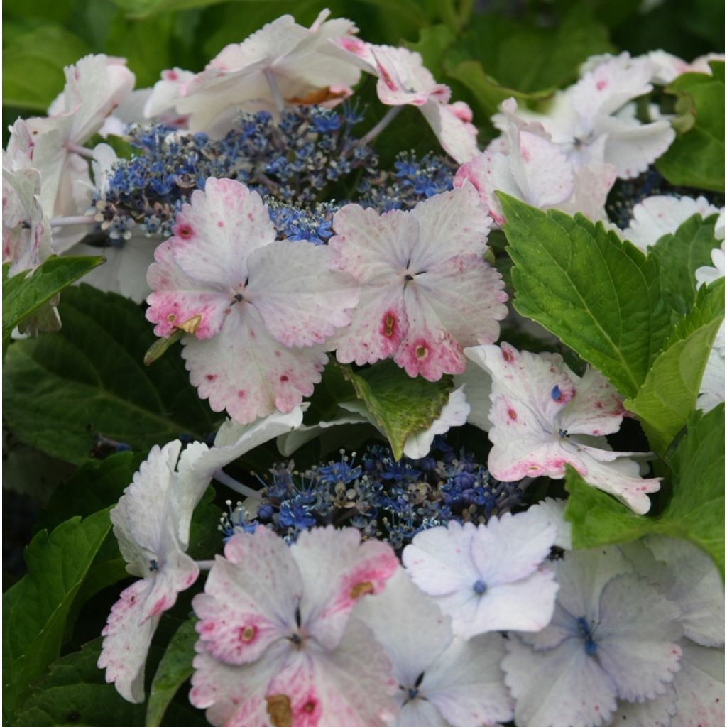 Hortensia macrophylla Koria - Hydrangea