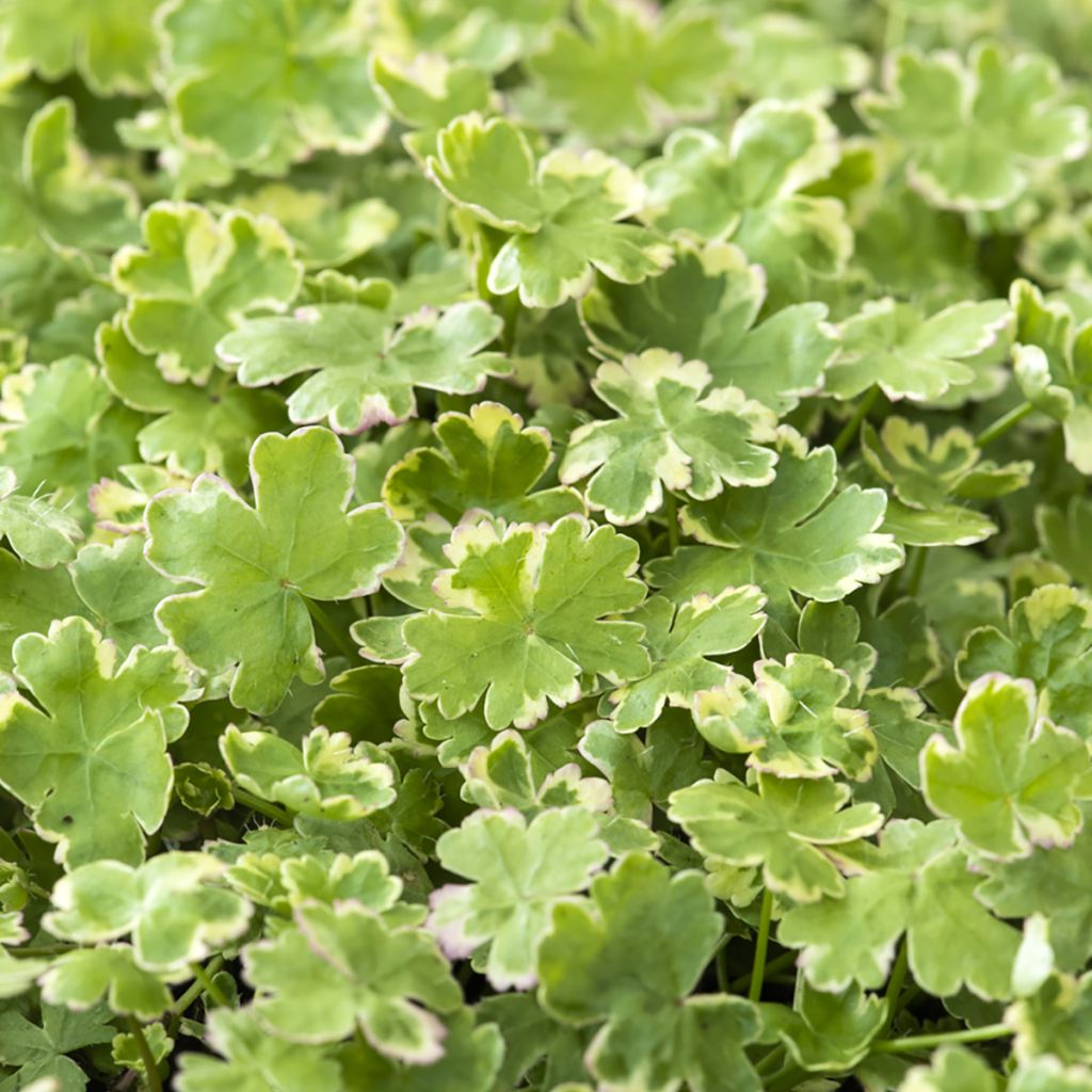 Hydrocotyle sibthorpioides