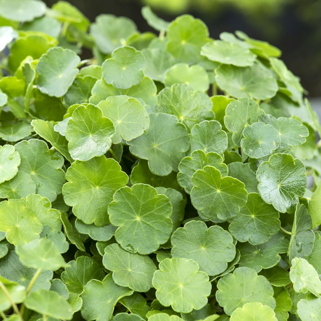 Hydrocotyle vulgaris