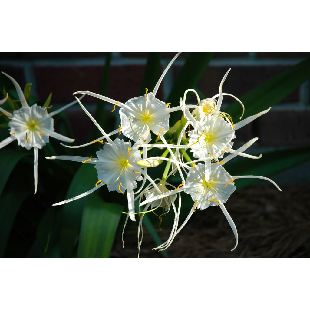 Hymenocallis festalis White - Lirio araña