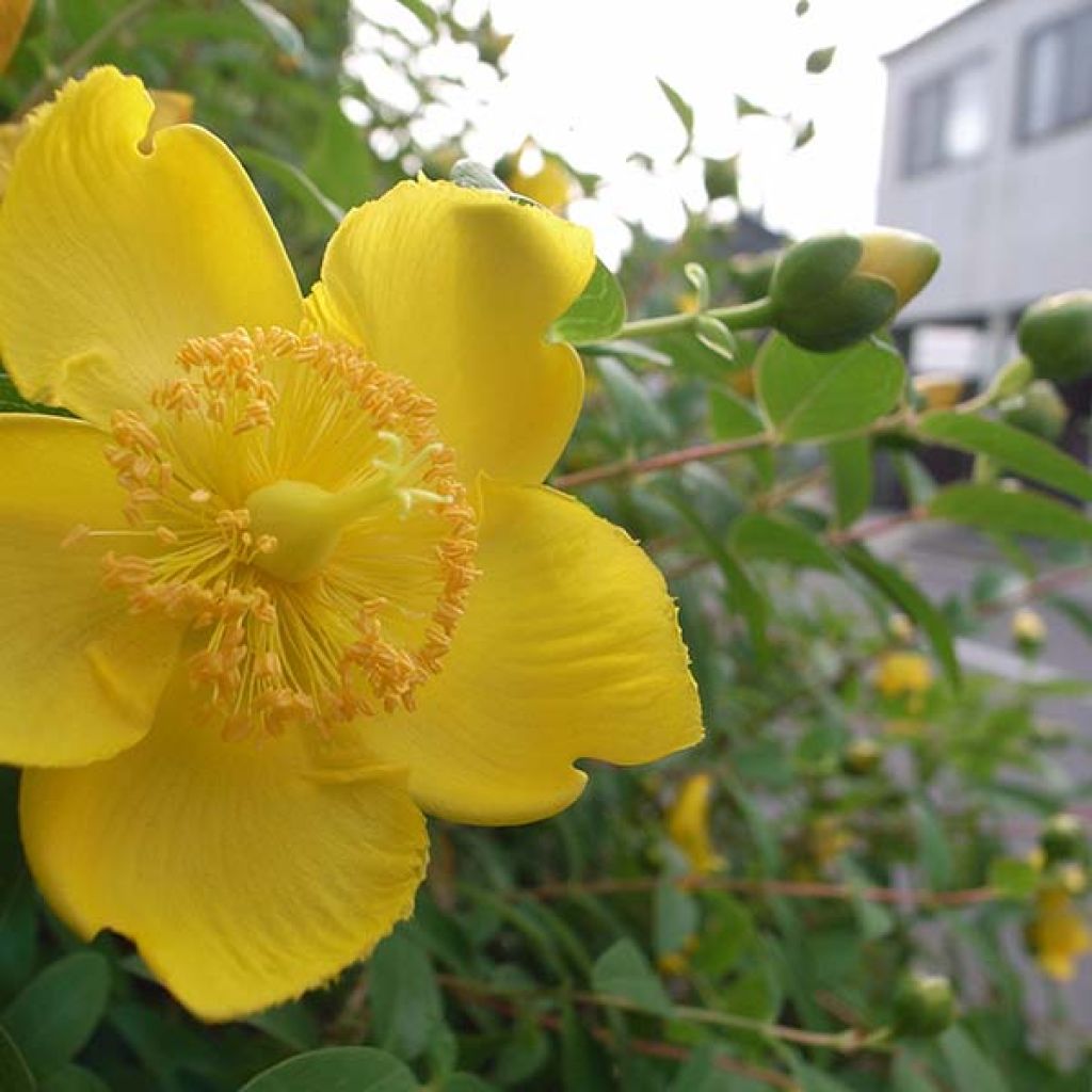 Hypericum calycinum - Hiperico rastrero