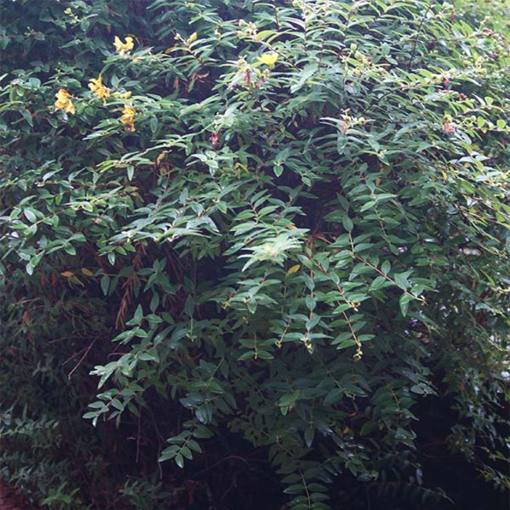 Hypericum calycinum - Hiperico rastrero