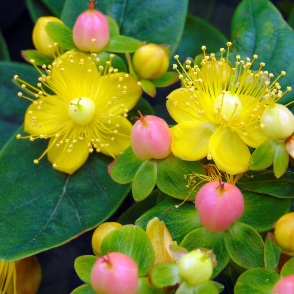 Hypericum inodorum Magical Beauty Kolmbeau - Hipérico