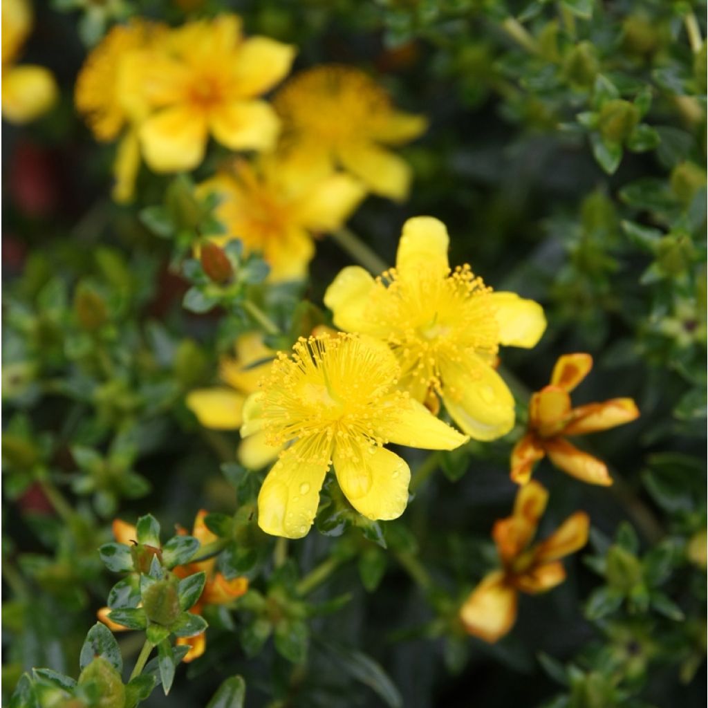 Hypericum kalmianum Gemo - Hipérico