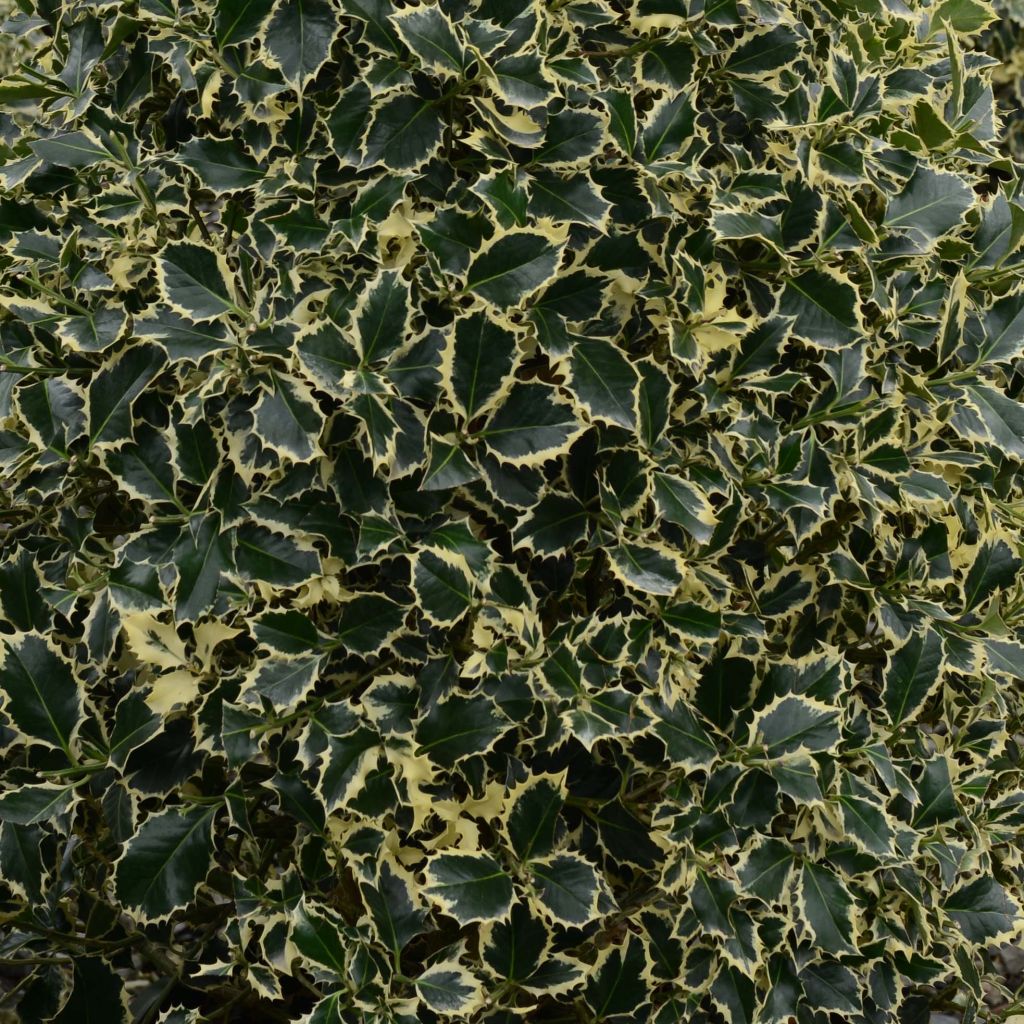 Ilex aquifolium Argenteomarginata - Acebo