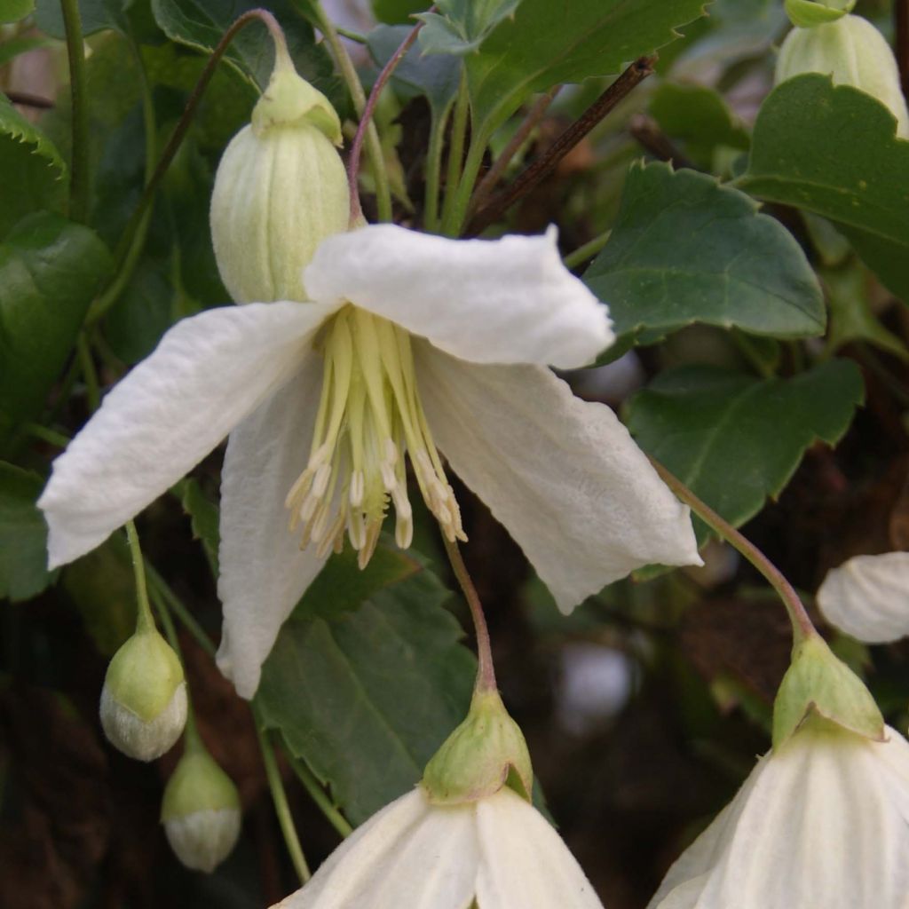 Clematis cirrhosa Jingle Bells - Aján