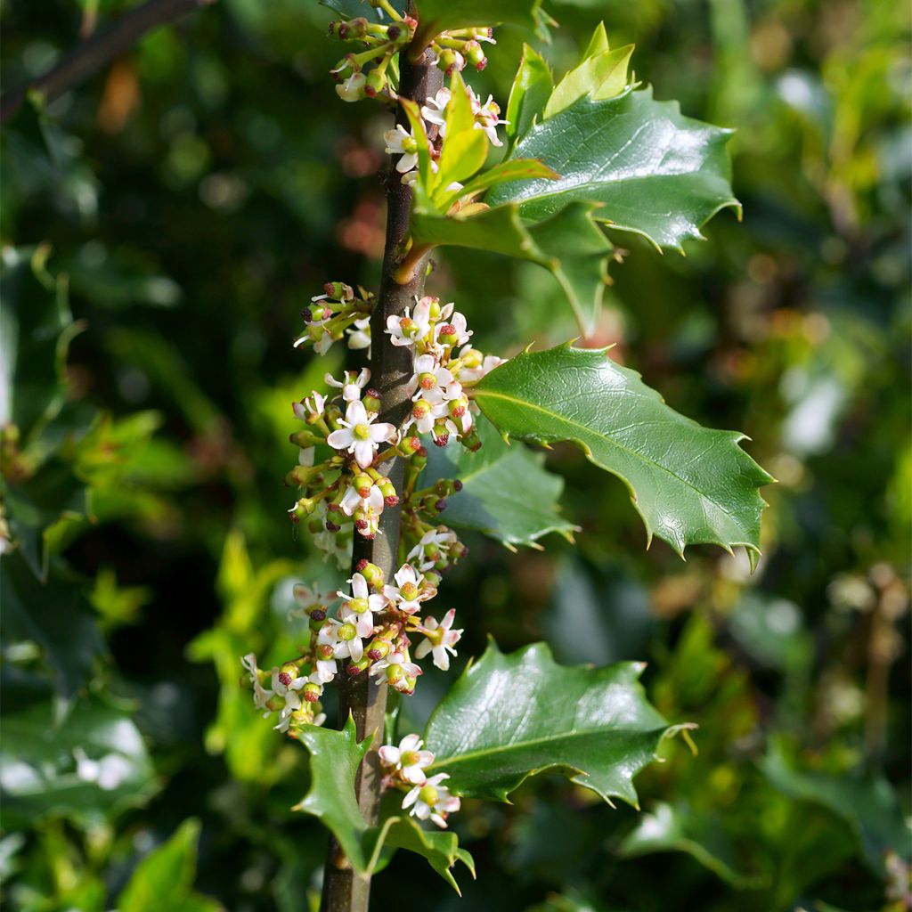 Houx américain - Ilex meserveae Heckenstar