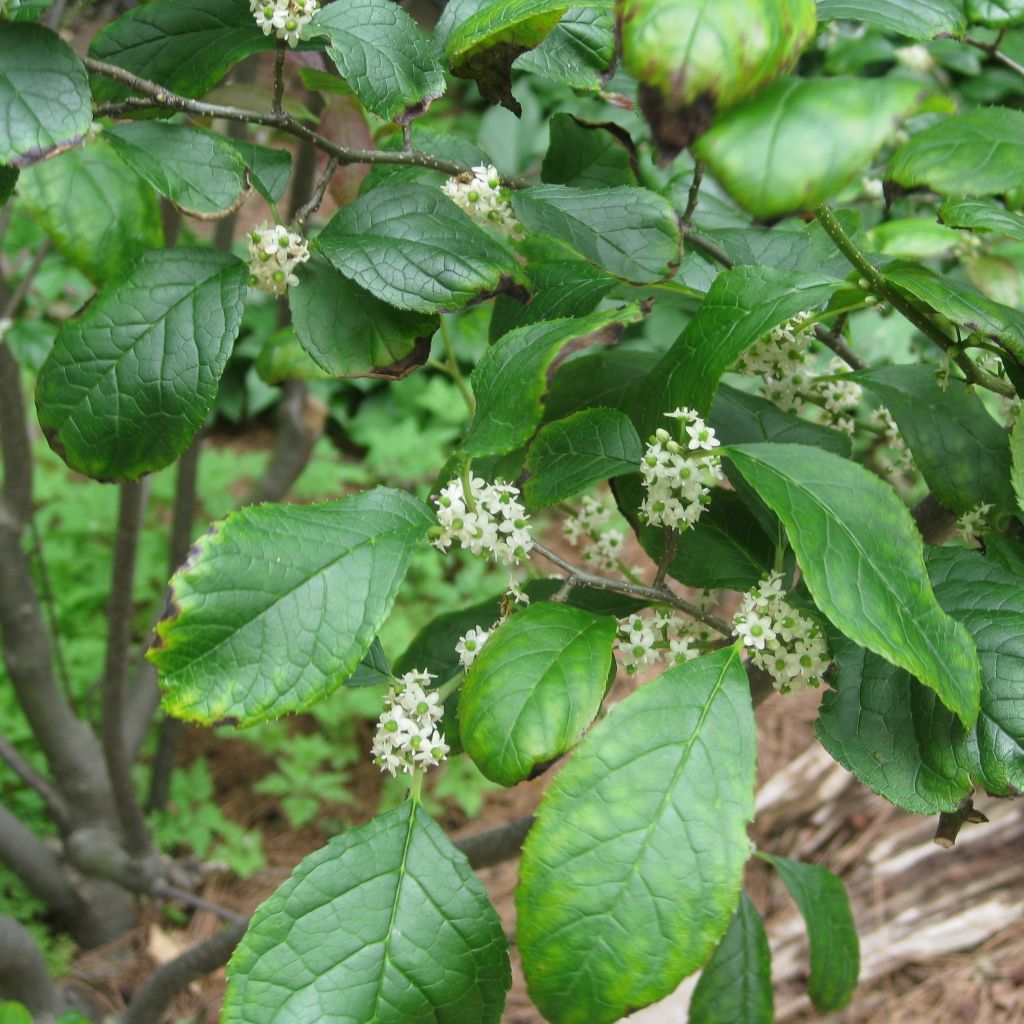 Ilex verticillata Maryland Beauty - Acebo