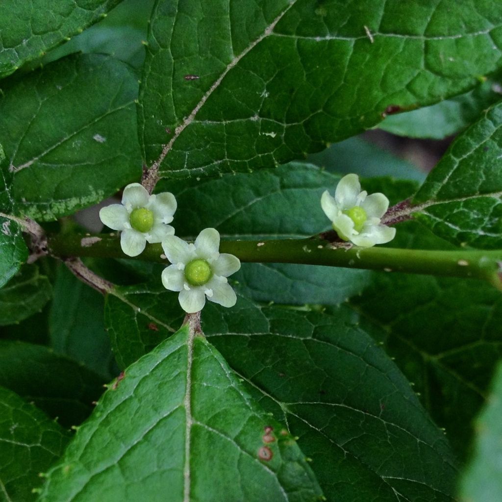 Ilex verticillata Maryland Beauty - Acebo