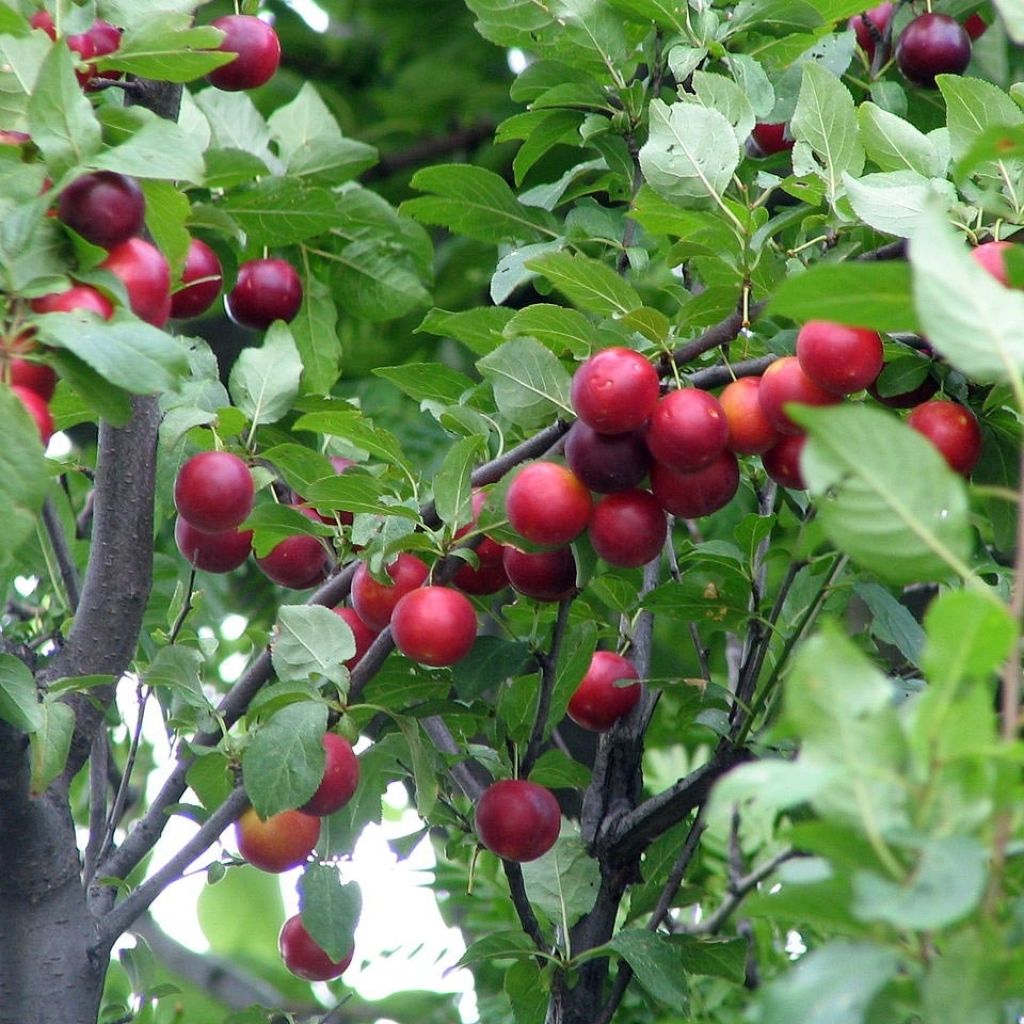 Prunus cerasifera - Ciruelo de jardín