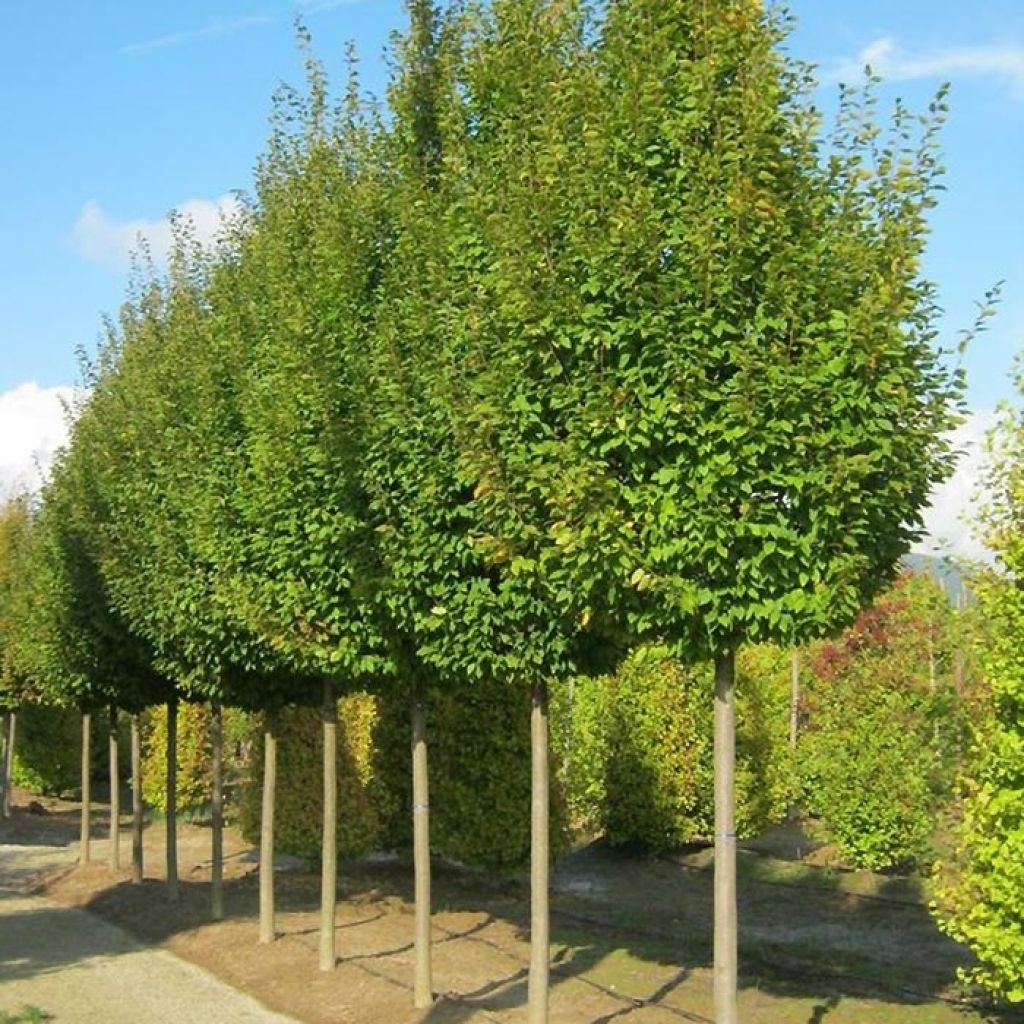 Carpinus betulus Frans Fontaine - Charme commun