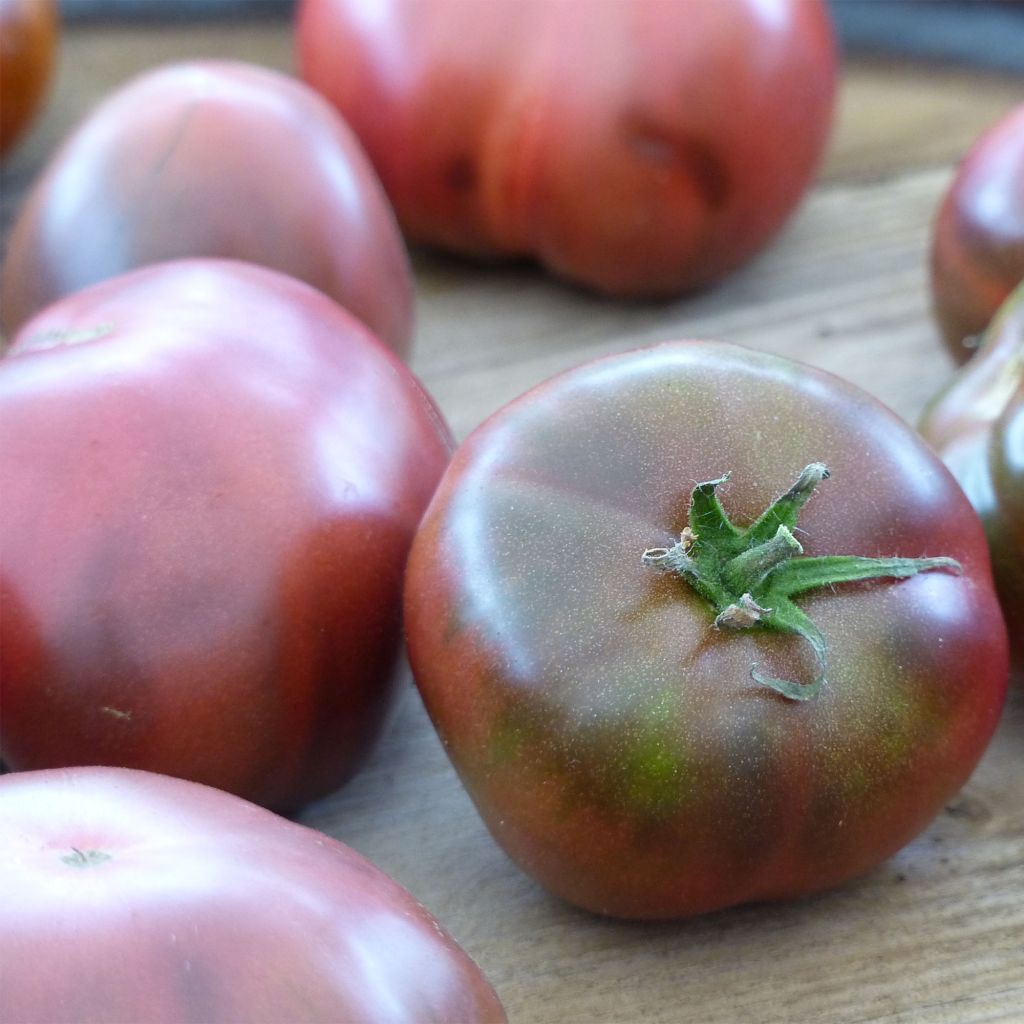 Tomate Noire de Crimée BIO (planta)