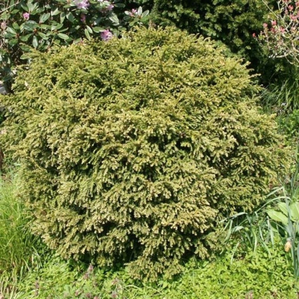 Tejo (bola) - Taxus baccata