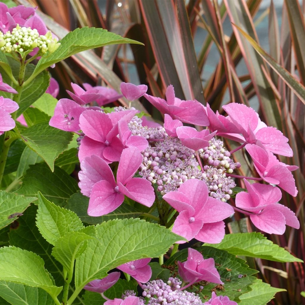 Hortensia macrophylla Teller Pink - Hydrangea