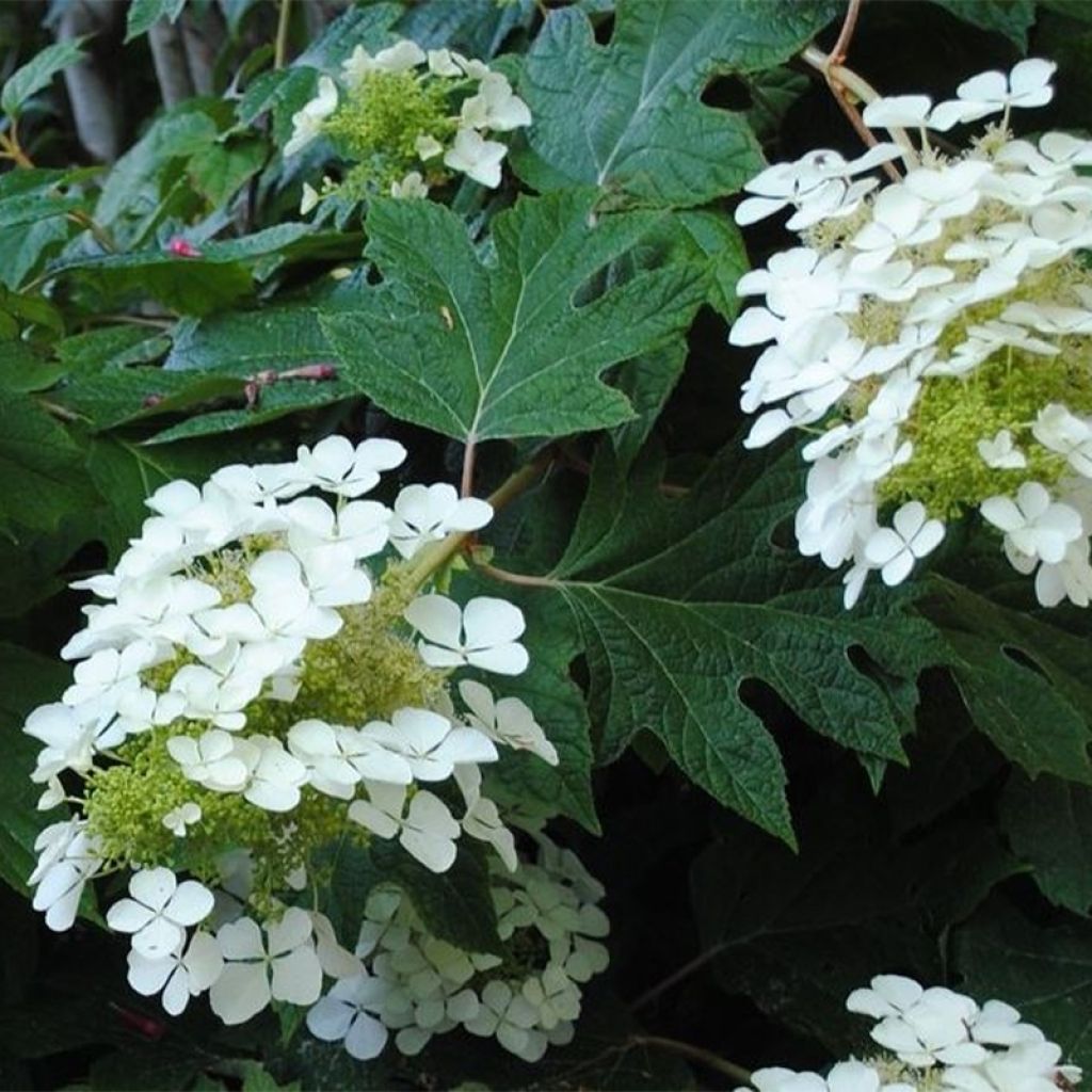 Hortensia quercifolia Sike's Dwarf - Hortensia de hoja de roble