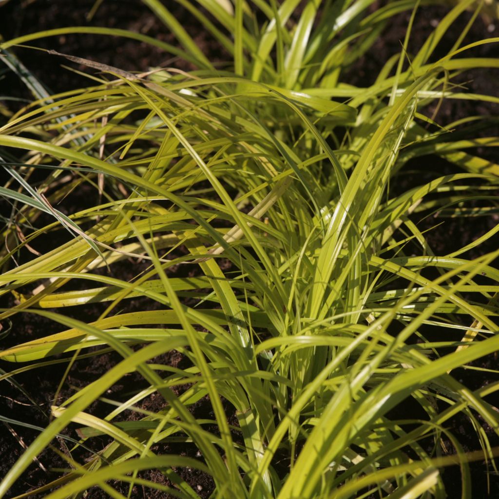 Carex oshimensis Everillo