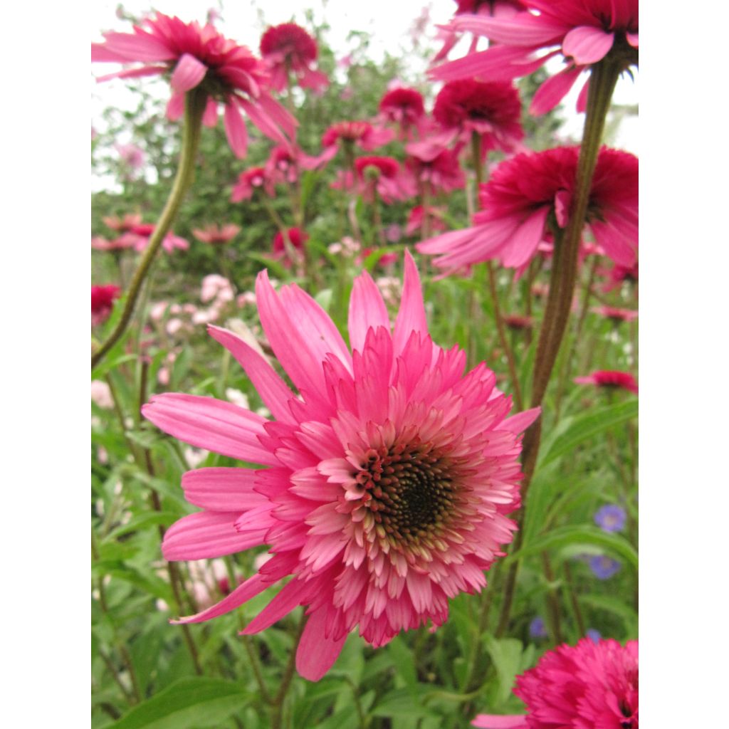 Echinacea purpurea Southern Belle