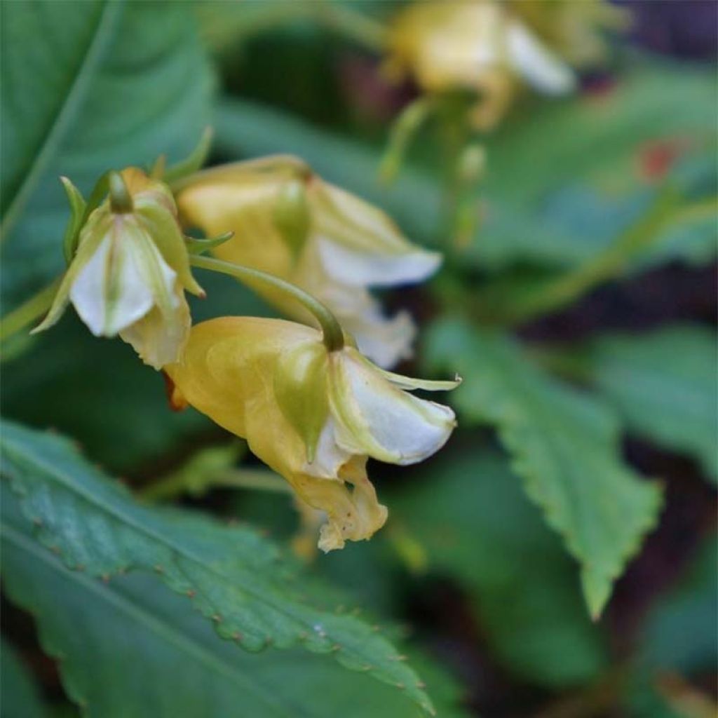 Impatiens omeiana Ice Storm