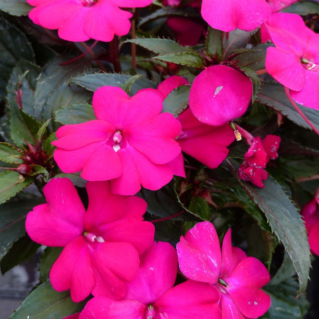 Impatiens SunPatiens Compact Purple - Alegría