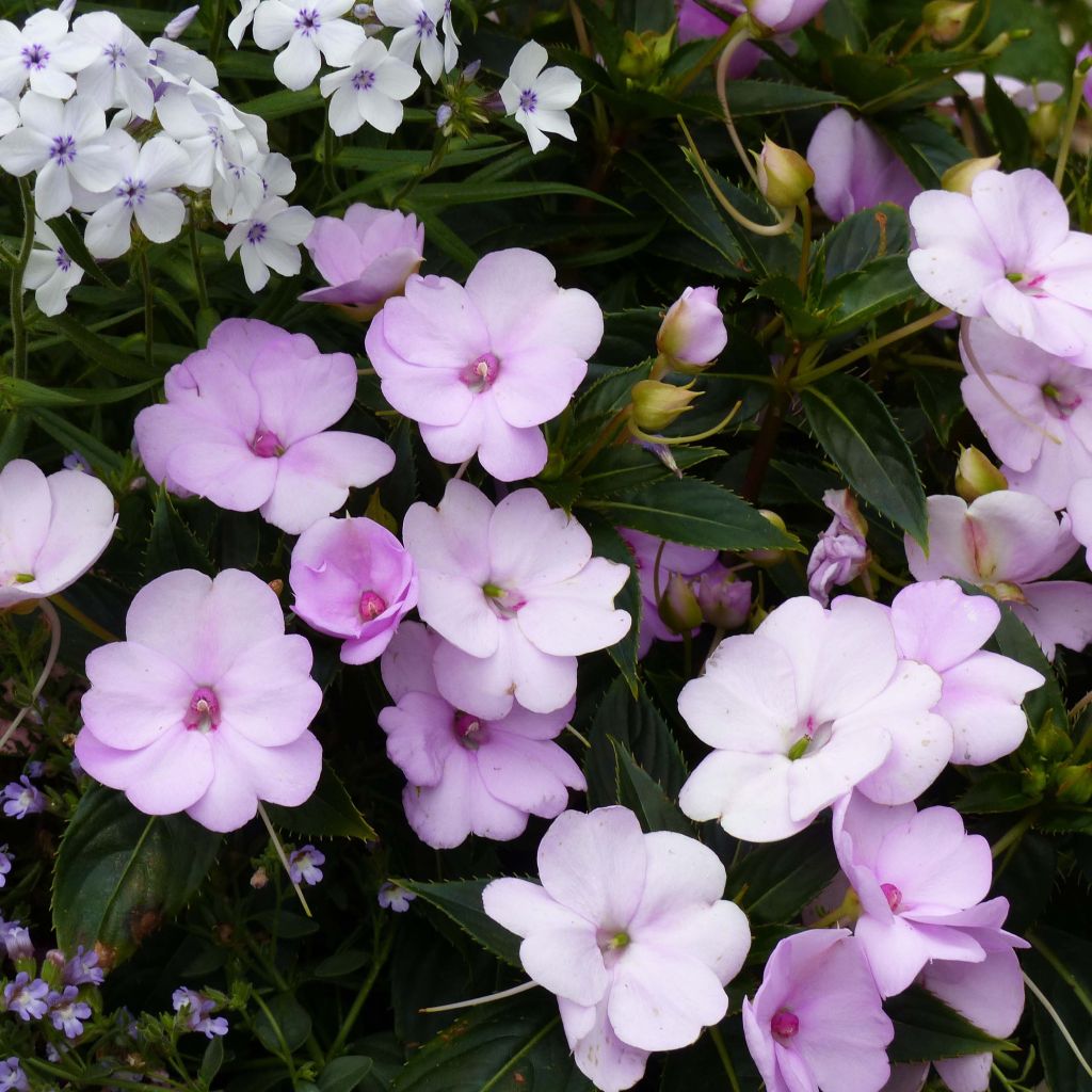 Impatiens Sunpatiens Compact Orchid Blush - Alegría