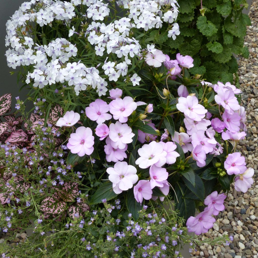 Impatiens Sunpatiens Compact Orchid Blush - Alegría