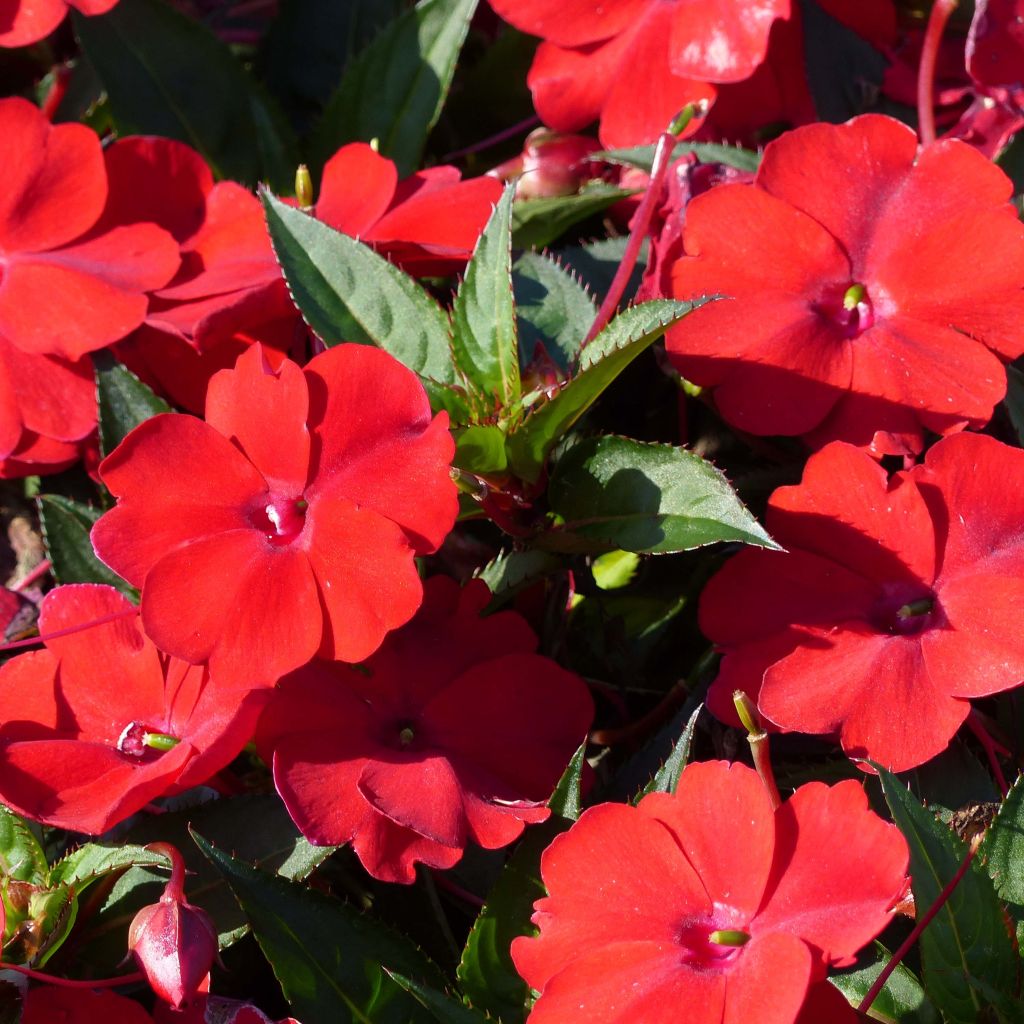 Impatiens Sunpatiens Compact Red - Alegría