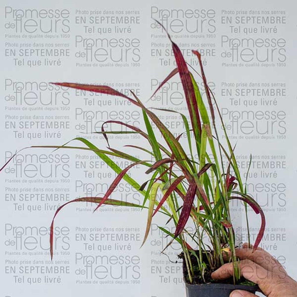 Imperata cylindrica Red Baron