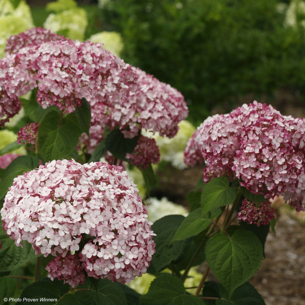 Hortensia arborescens Sweet Annabelle