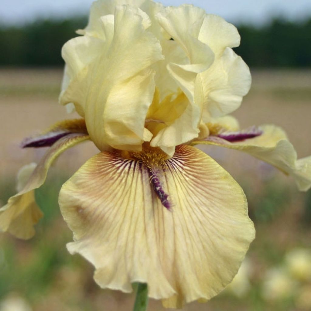 Iris germanica Thornbird