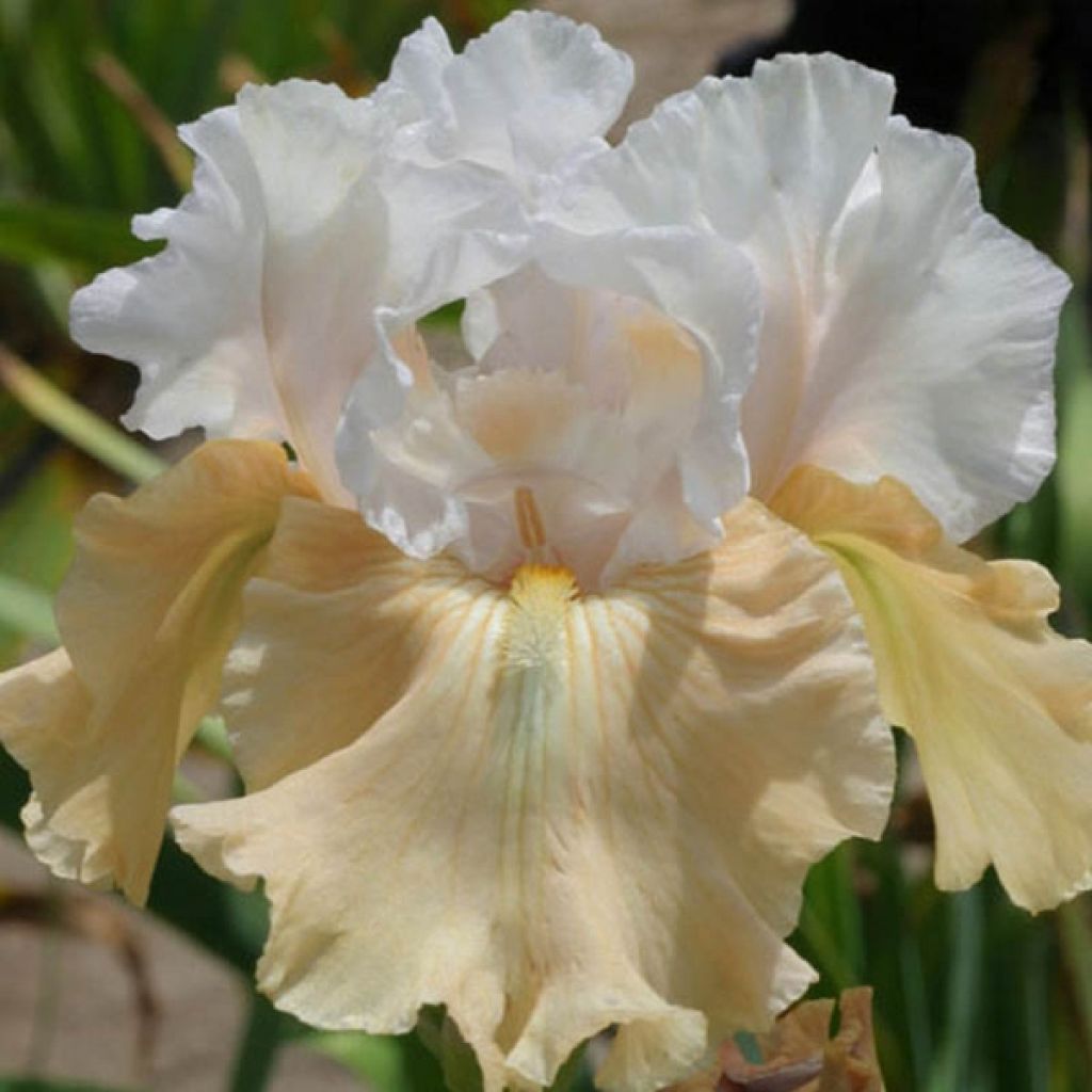 Iris germanica Champagne Frost