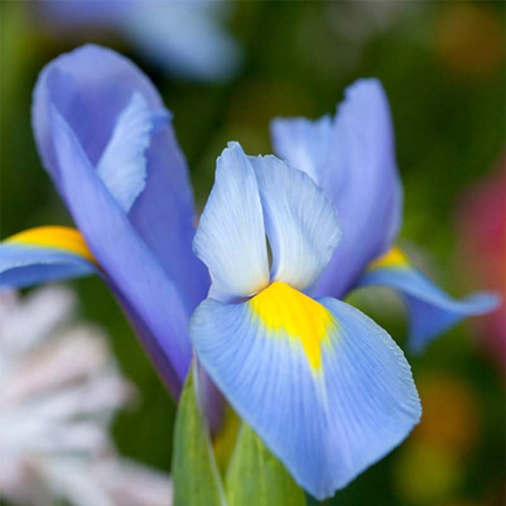 Iris hollandica Professor Blaauw - Iris de Holanda