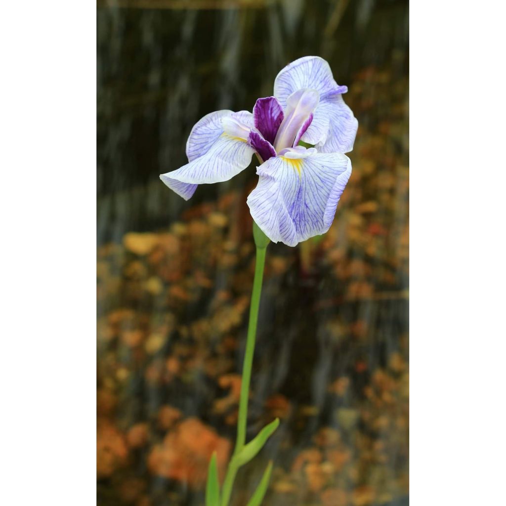 Iris Japonés Caprician Butterfly - Iris ensata