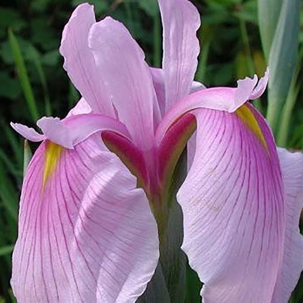 Iris Japonés Rose Queen - Iris ensata