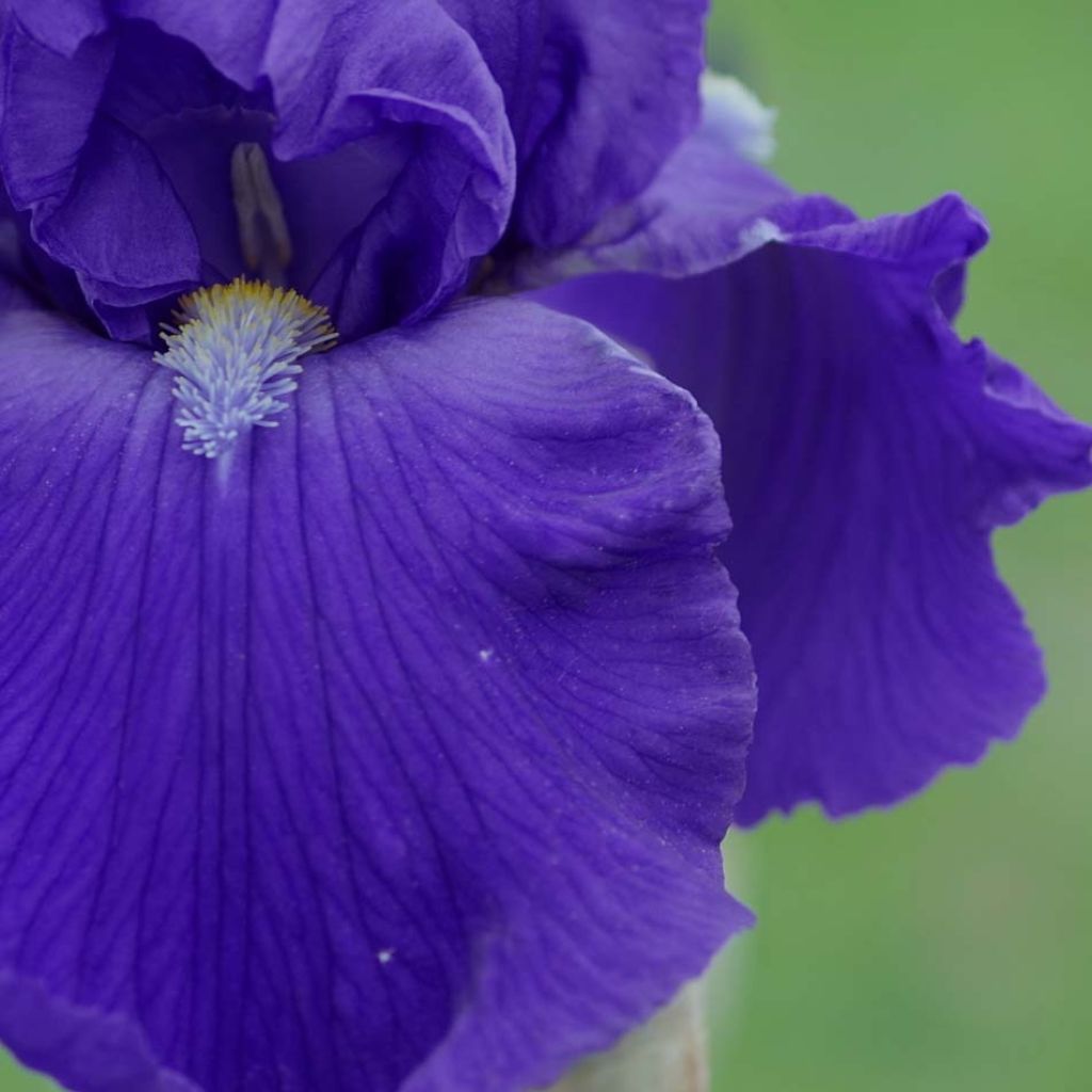 Iris germanica Bleu de Gien