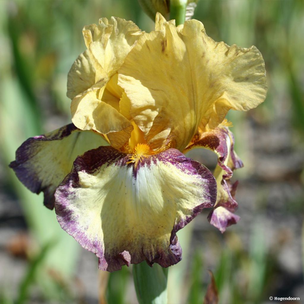 Iris germanica Bullwinkle