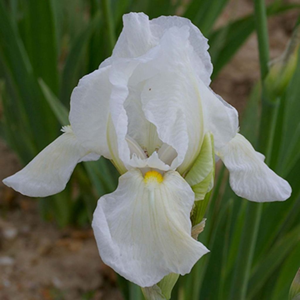 Iris germanica Dame Blanche