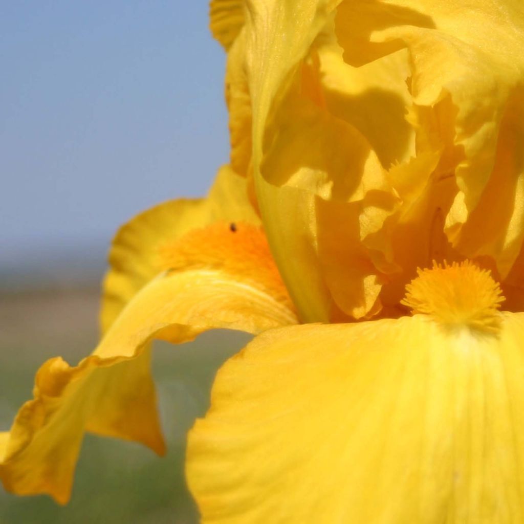 Iris germanica Gold Galore