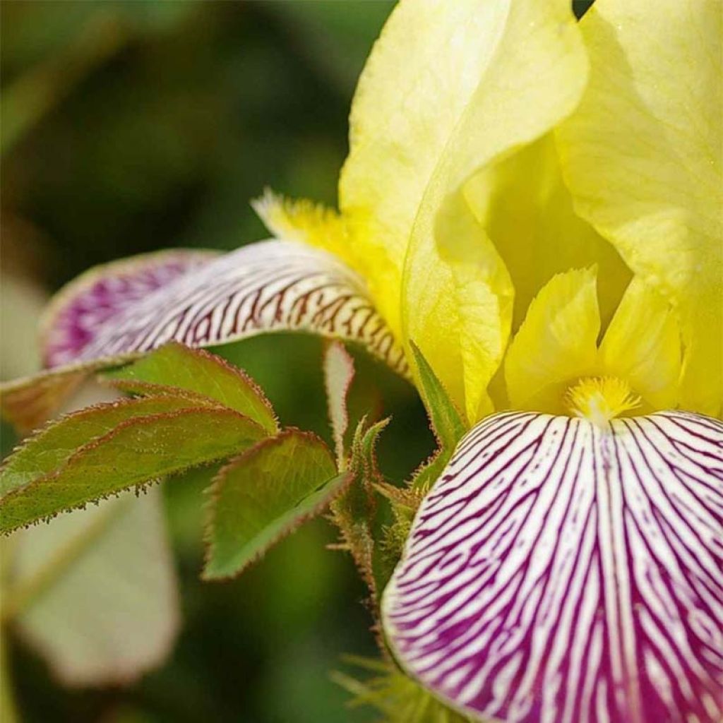 Iris germanica Gracchus