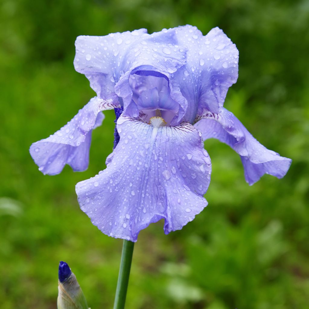 Iris germanica Harbor Blue