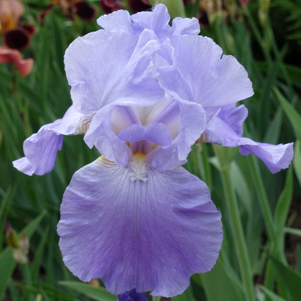 Iris germanica Harbor Blue