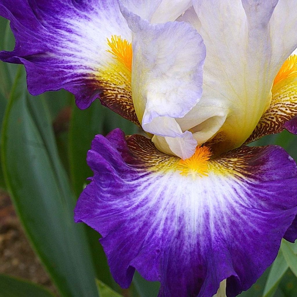 Iris germanica Irisades