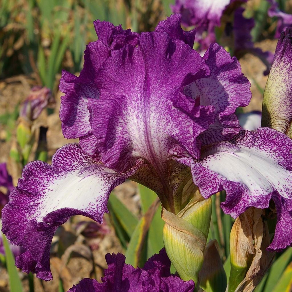 Iris germanica Mariposa Autumn