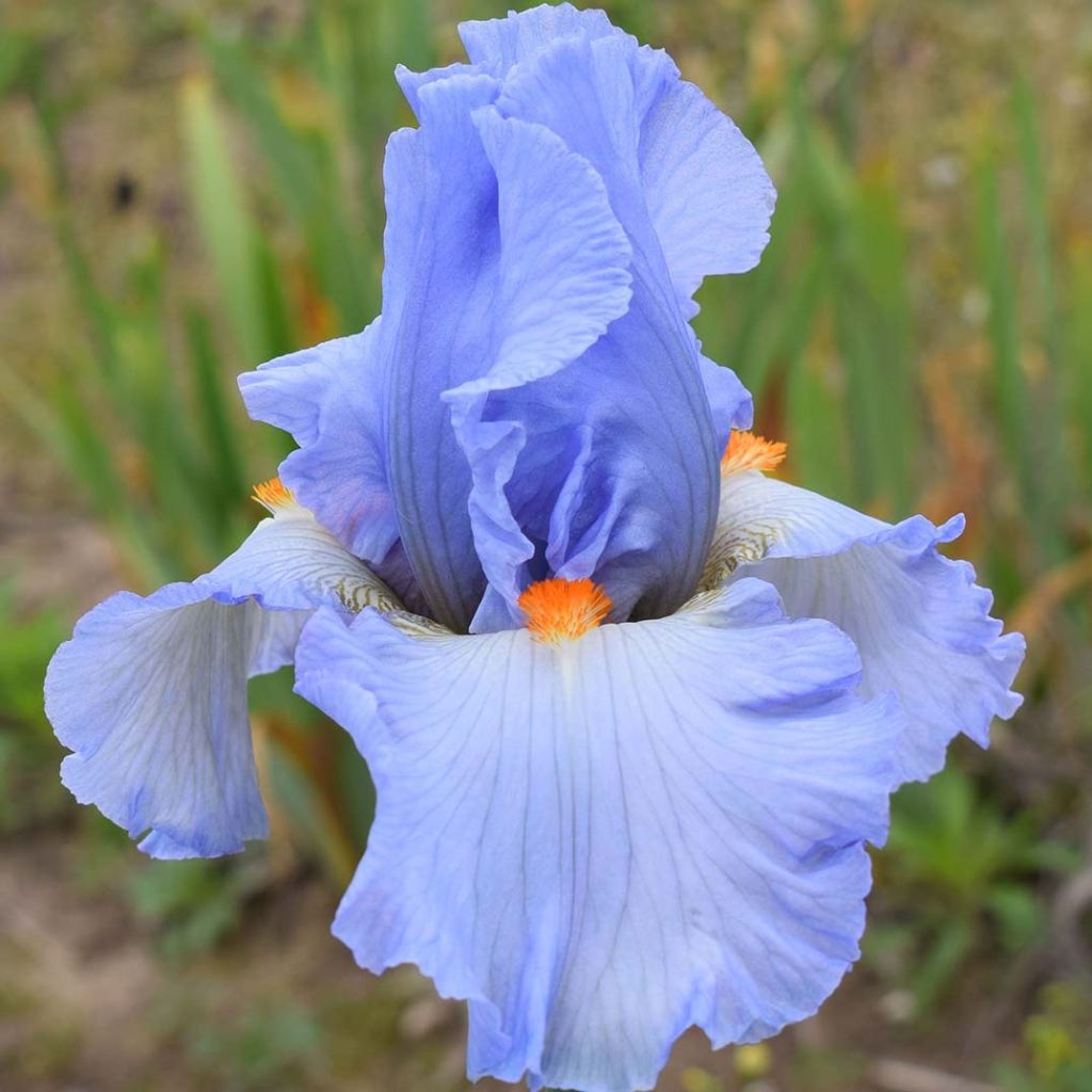 Iris germanica Princesse Caroline de Monaco