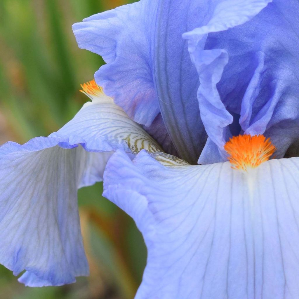 Iris germanica Princesse Caroline de Monaco